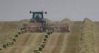 Scammers exploiting dire cattle feed situation in Alberta, says head of beef producers group