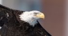 Not just chickens: In Ontario, bird flu has killed bald eagles, Canada geese — and juvenile red foxes