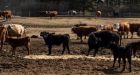 Alberta man linked to multi-million dollar hay 'scam' in U.S. faces trial in province for similar allegations