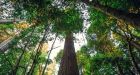 Hyperion: Visitors to the world's tallest tree face fines