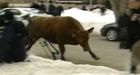 Escaped steer shot after charging police officer