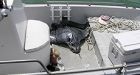 Stingray jumps ship, kills sunbathing woman