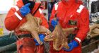 Giant marine life found in Antarctica