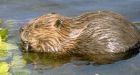 How the evil beaver became our national animal