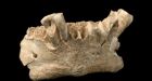 Spain dig yields ancient European