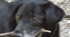Lost dog takes 150 km solo trek in B.C