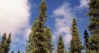 Ont. to protect huge swath of Boreal forest