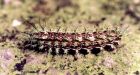 Stepping on venomous caterpillars a fatal mistake for young Canadian traveller