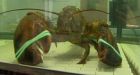 No butter for Dee-Dee: Giant lobster saved