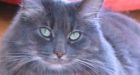 Kitty in pink: $1,000 reward offered for missing cat