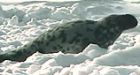 EU proposes crackdown on Canadian seal products