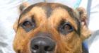Man jailed for cutting off dog's ears gets taste of own medicine
