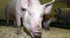 Genetically engineered meal close to your table