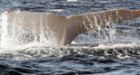 Australians try to save 11 stranded whales