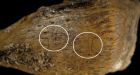 Cannibalism theory over bone find