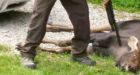 Boys may not be to blame for dead moose, police say