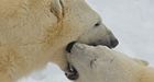 Ontario says polar bears now considered threatened