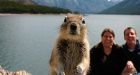 Fame-seeking Banff squirrel storms Internet