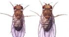 Torontonians buggy over fruit fly invasion