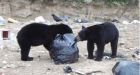 Alberta bears kept eating as companions shot