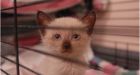 Landlord of cat infested home stuck with $50,000 bill