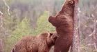 Grizzlies kill livestock near Sundre