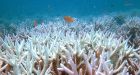 Climate change threatens Great Barrier Reef