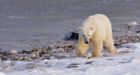 Cold summer means thick sea ice, healthier Hudson Bay polar bears