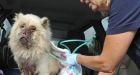 Neglected dog 'worst ever seen'