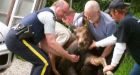 Boys didn't chase, beat moose: police
