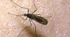 West Nile virus detected in B.C. for first time