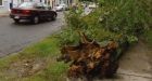 Tropical storm Bill soaks Newfoundland