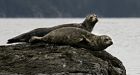 Seal pulls girl into water at West Vancouver marina