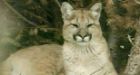 B.C. boy recovering after cougar attack in U.S.