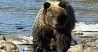 Bow hunter uses arrow to battle grizzly