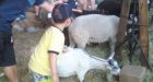 E. coli outbreak linked to PNE petting barn