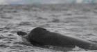 Rare whale gathering sighted
