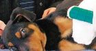 Beaten puppy abandoned