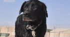 Sabi come home: dog of war's year in the desert