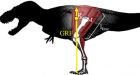 Dinosaurs were warm-blooded runners, skeletons hint