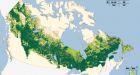 Protect Canada's boreal forest, leaders urged