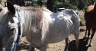 Men accused of starving, hanging horse
