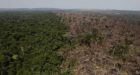 Brazil: Deforestation sees biggest drop in 20 years