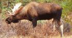 Moose becomes the first victim of new, armed border guard policy