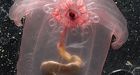 Deep sea census finds bizarre marine life