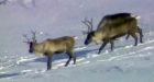 Jasper caribou numbers plummet
