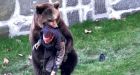 Horror as madman goes for 'picnic' at zoo and gets attacked by a bear