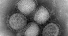B.C. records 8 more swine flu deaths