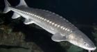 N. America's biggest fish slips toward extinction