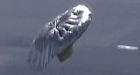 FAA seeks $11,000 US fine for balloon boy hoax